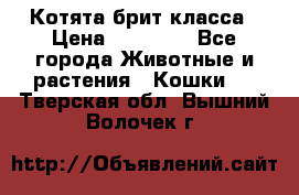 Котята брит класса › Цена ­ 20 000 - Все города Животные и растения » Кошки   . Тверская обл.,Вышний Волочек г.